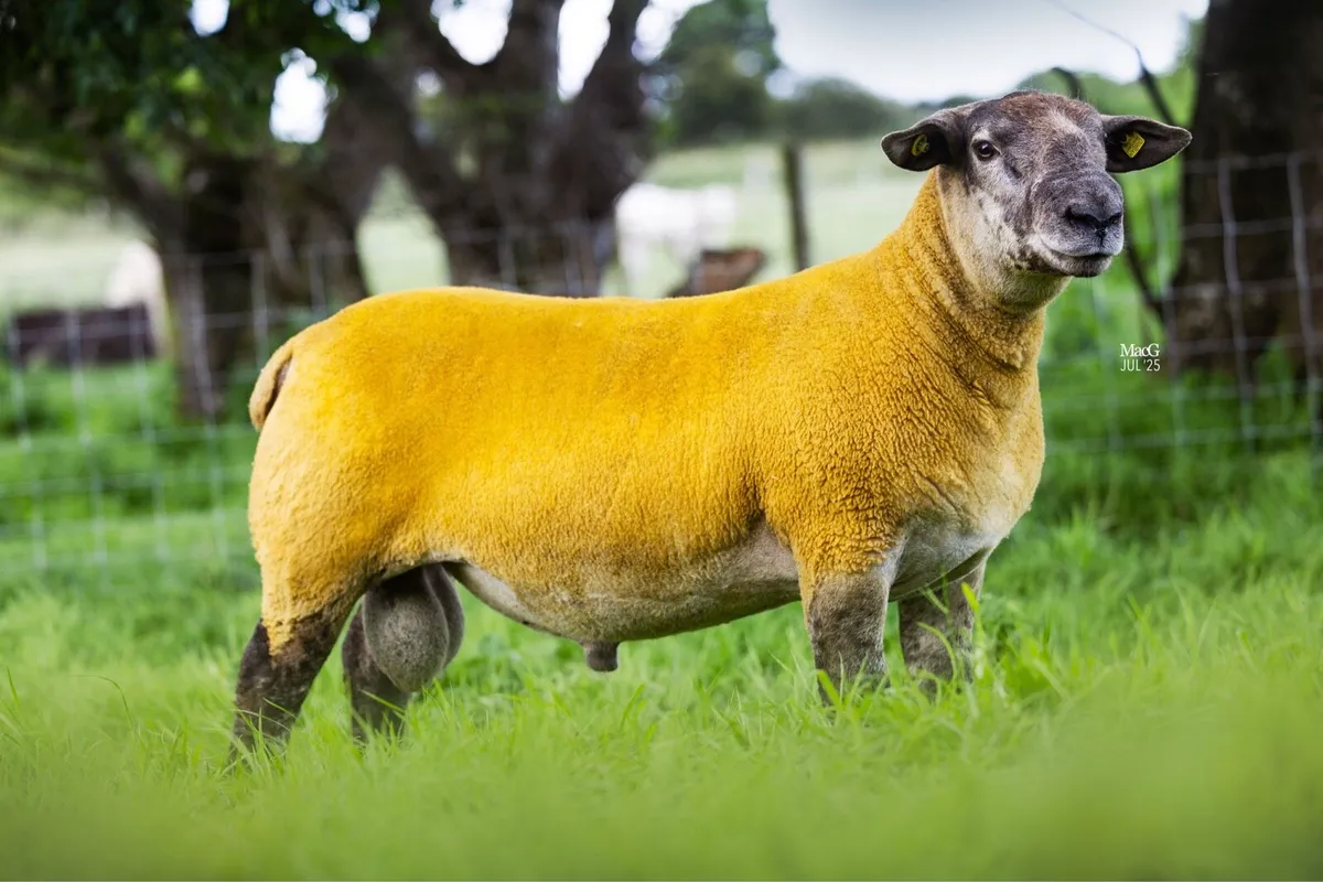 Selection of rams- Enniscrone Online sale - Image 3
