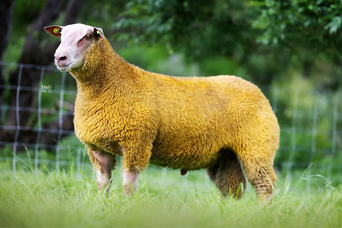 Selection of rams- Enniscrone Online sale - Image 4