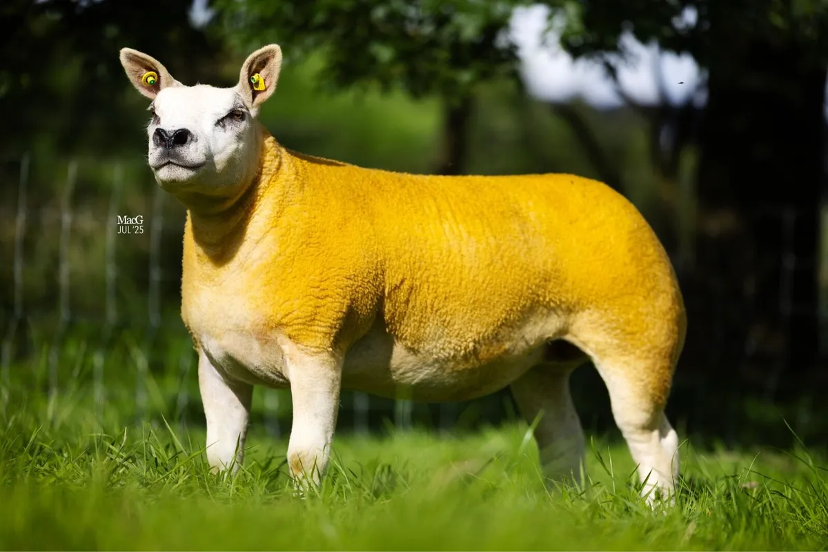 Texel Hogget ewes and ewe lambs - Image 1