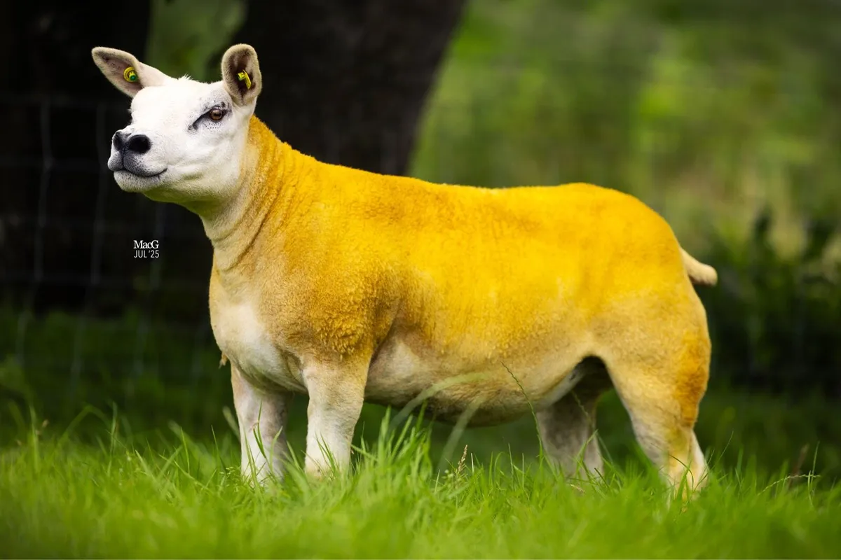Texel Hogget ewes and ewe lambs - Image 2