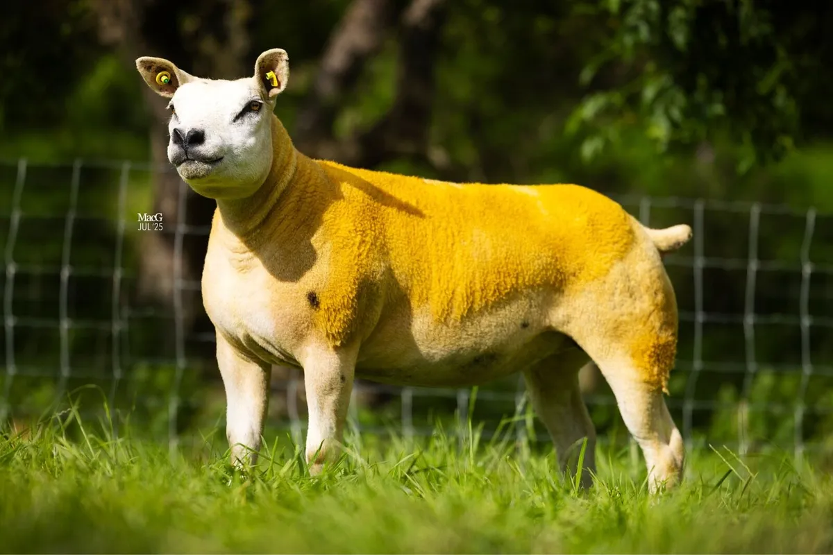 Texel Hogget ewes and ewe lambs - Image 3
