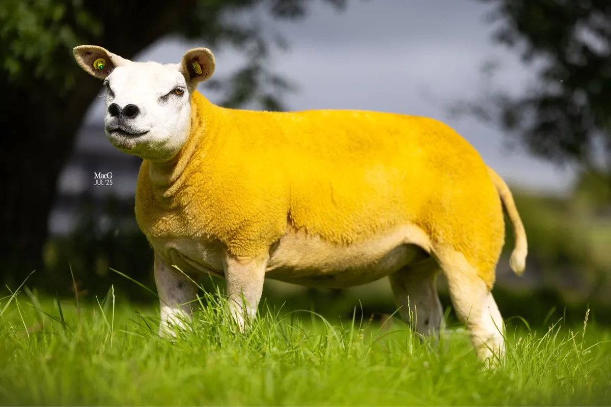 Texel Hogget ewes and ewe lambs - Image 4