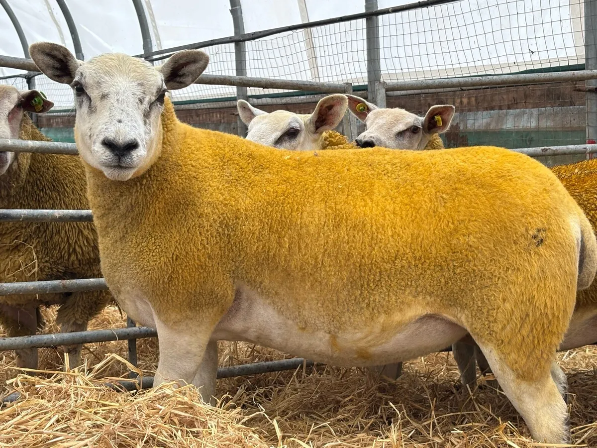Hybrid females - Image 2