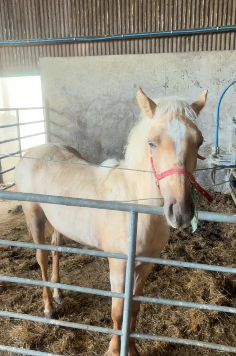 Palomino Pony