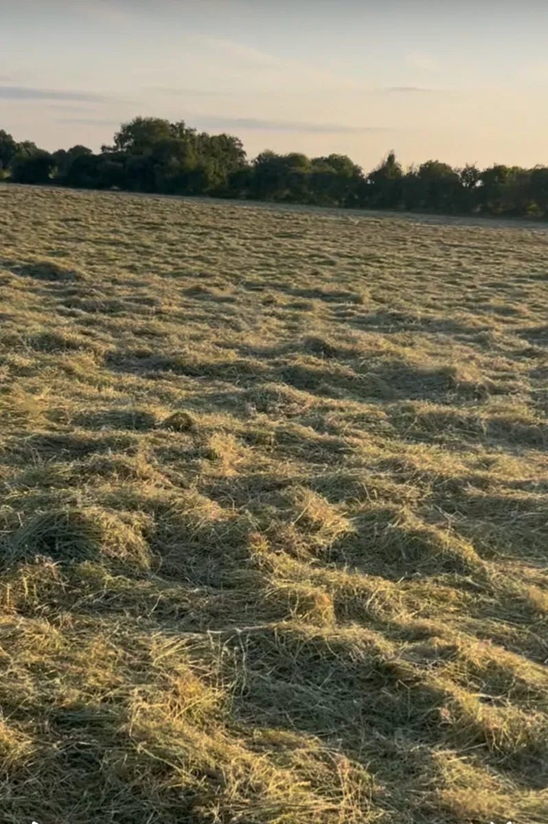 Haylage - Image 2