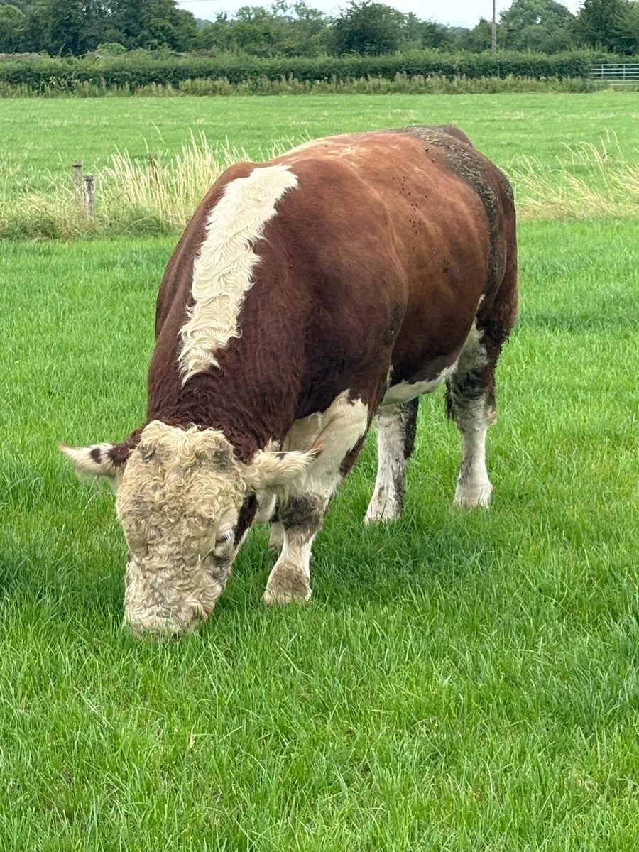 Hereford Bull - Image 2