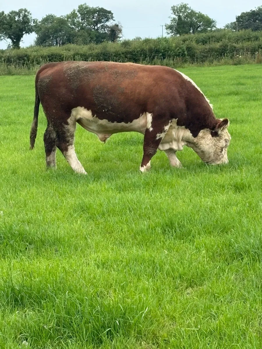 Hereford Bull - Image 3