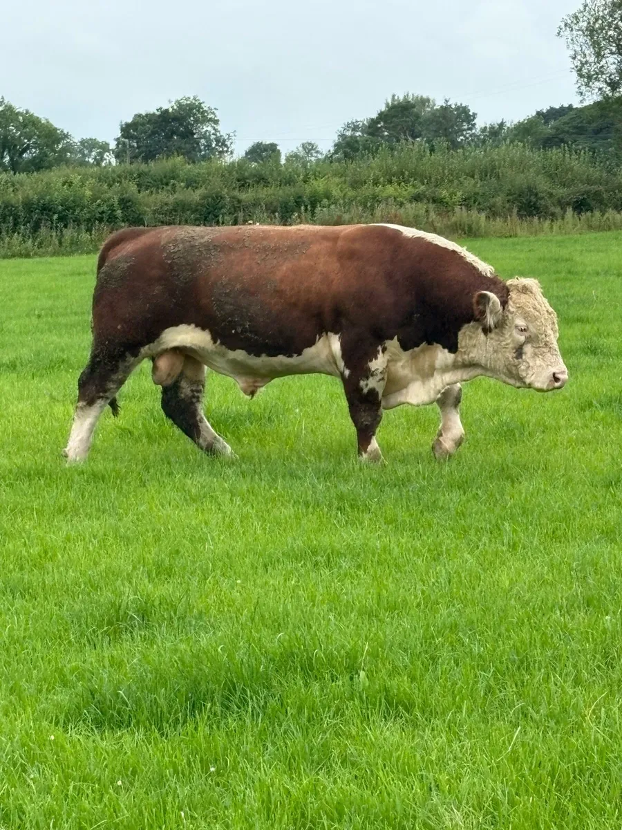 Hereford Bull - Image 1