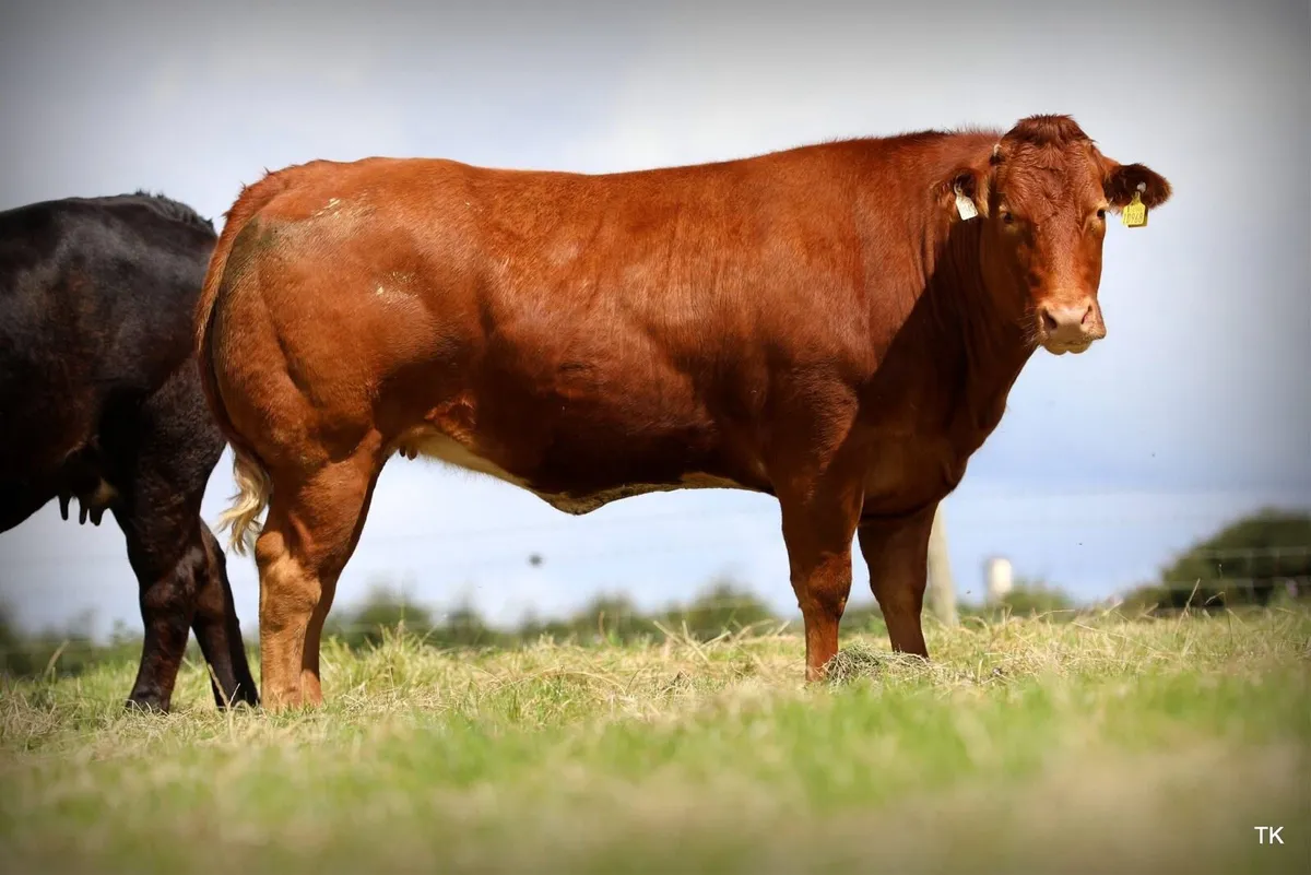 Super BBX Heifer - Image 1
