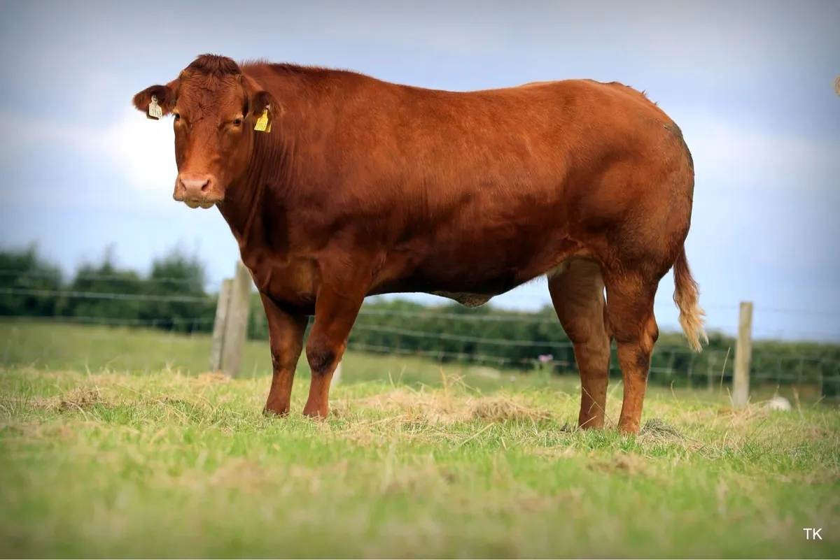 Super BBX Heifer - Image 2