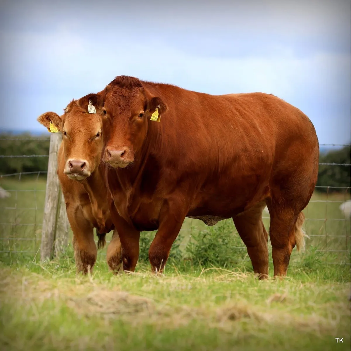 Super BBX Heifer - Image 3