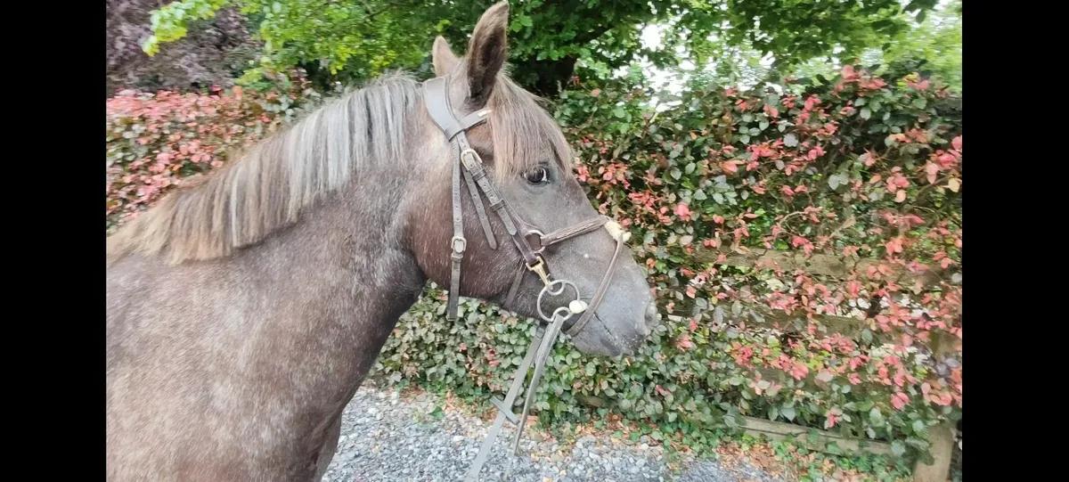 Super 12.2 pony 7yr old - Image 3