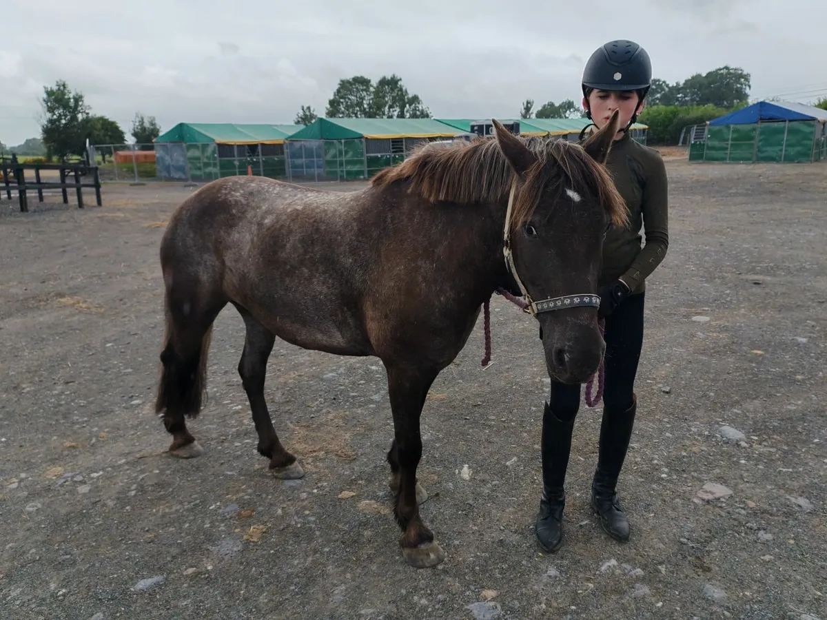 Super 12.2 pony 7yr old - Image 4