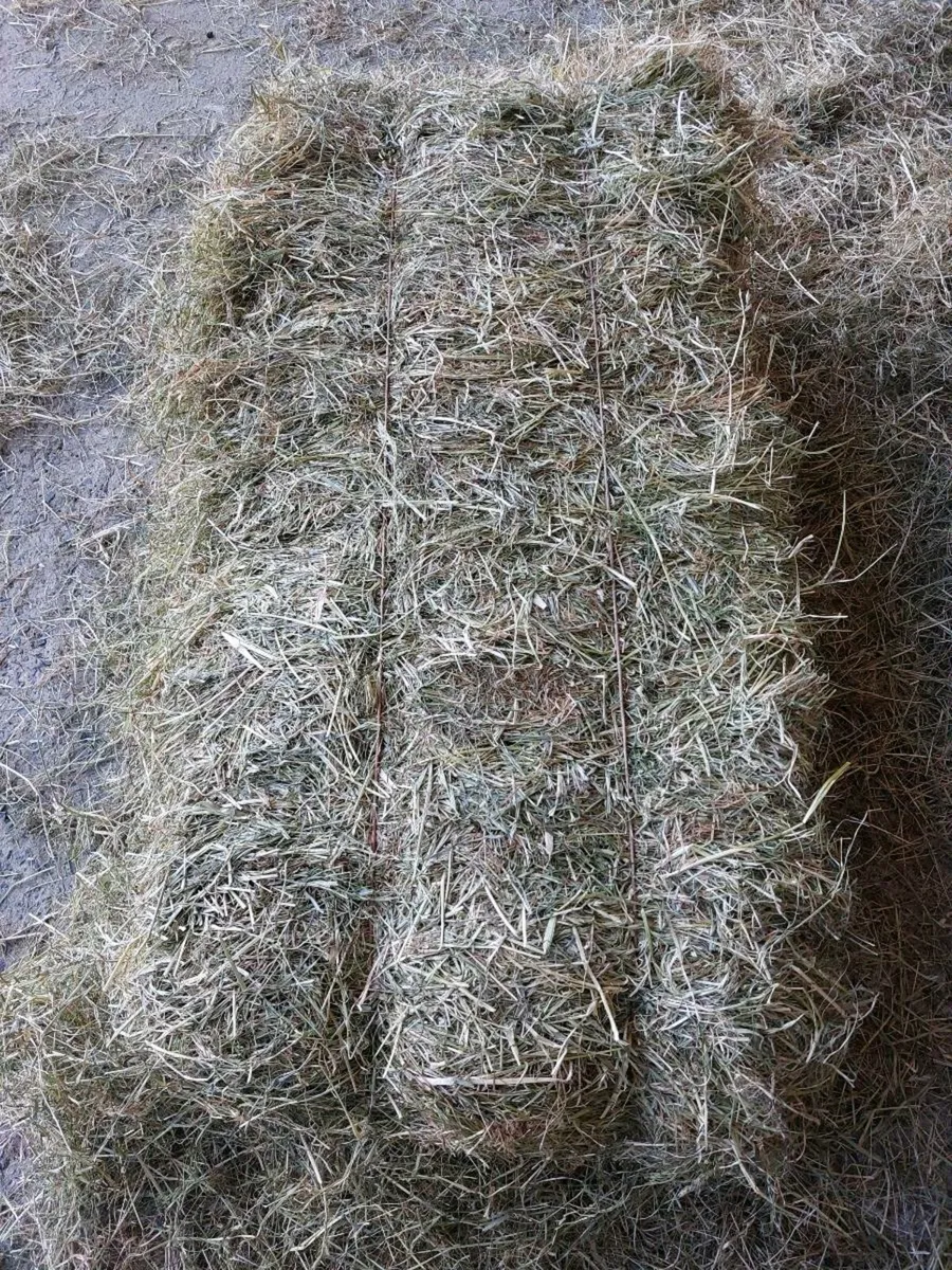 Top Quality Hay - Image 1