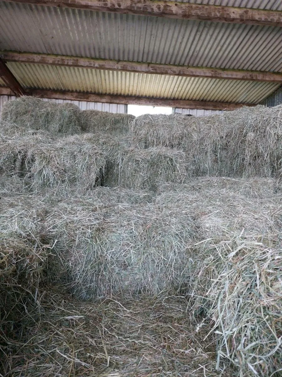 Top Quality Hay - Image 2
