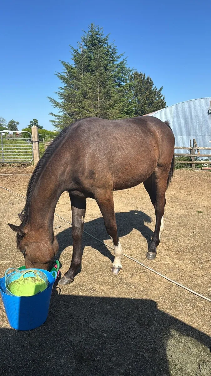 Count On Me Z Yearling Filly - Image 1