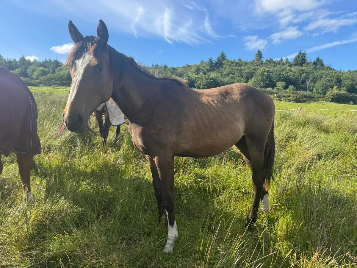 Count On Me Z Yearling Filly - Image 2