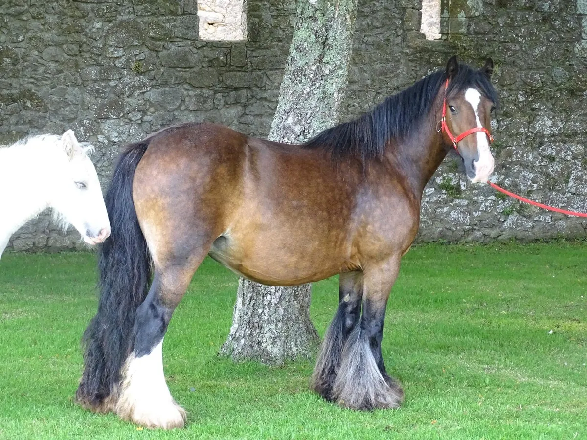 Top class mare for sale - Image 1