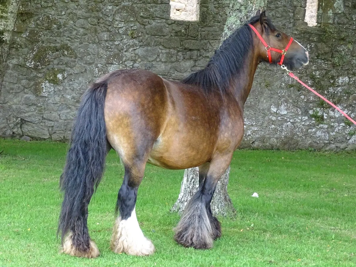 Top class mare for sale - Image 2