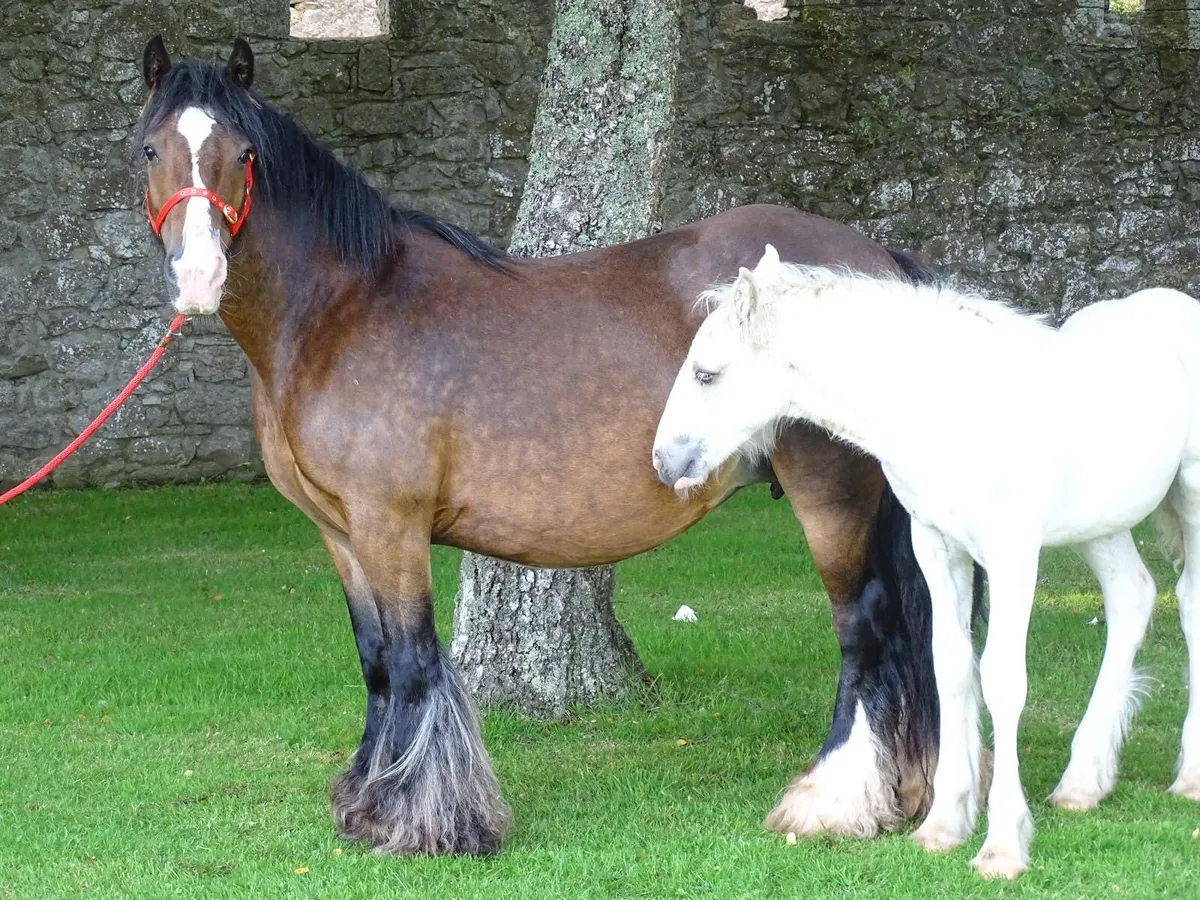 Top class mare for sale - Image 3