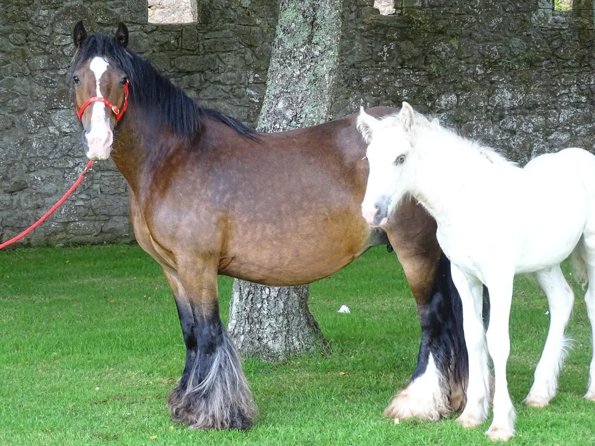 Top class mare for sale - Image 4