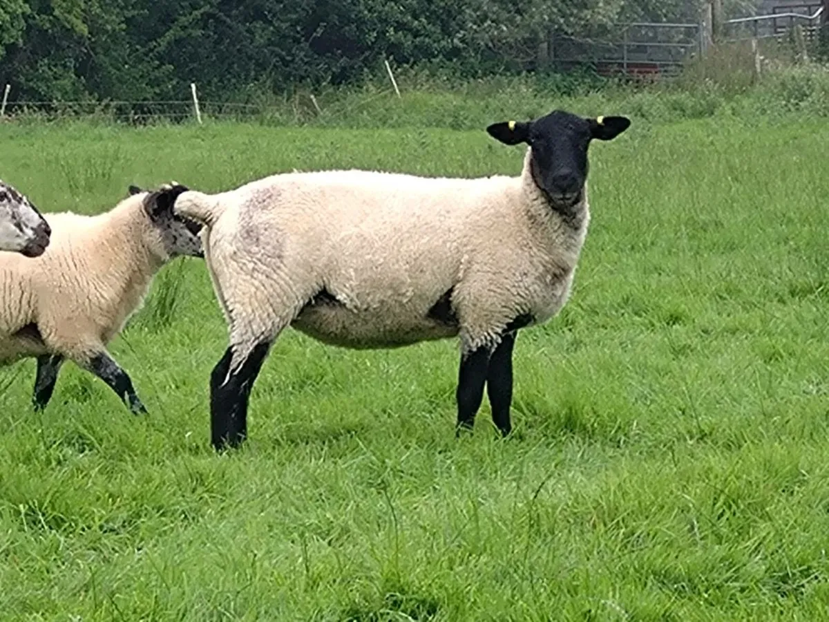 Hoggets ewes - Image 1