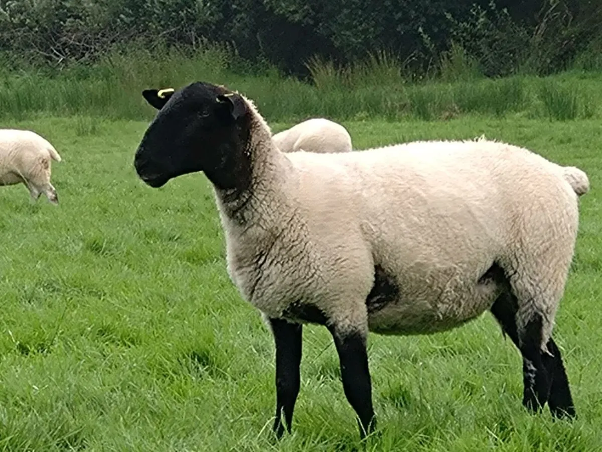 Hoggets ewes - Image 2