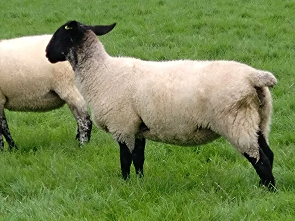 Hoggets ewes - Image 3