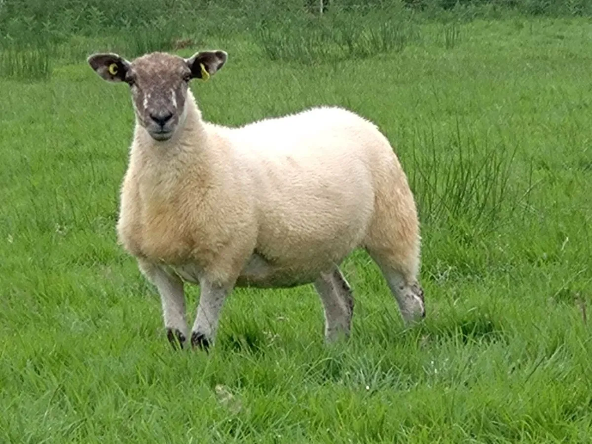 Hoggets ewes - Image 4