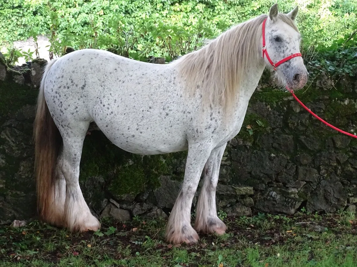 Top class mare for sale - Image 1