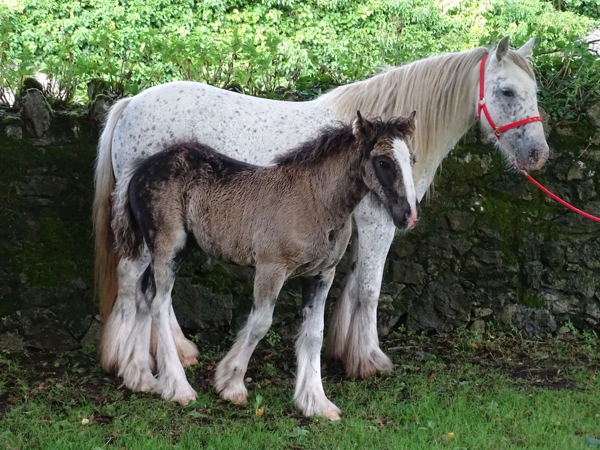 Top class mare for sale - Image 2
