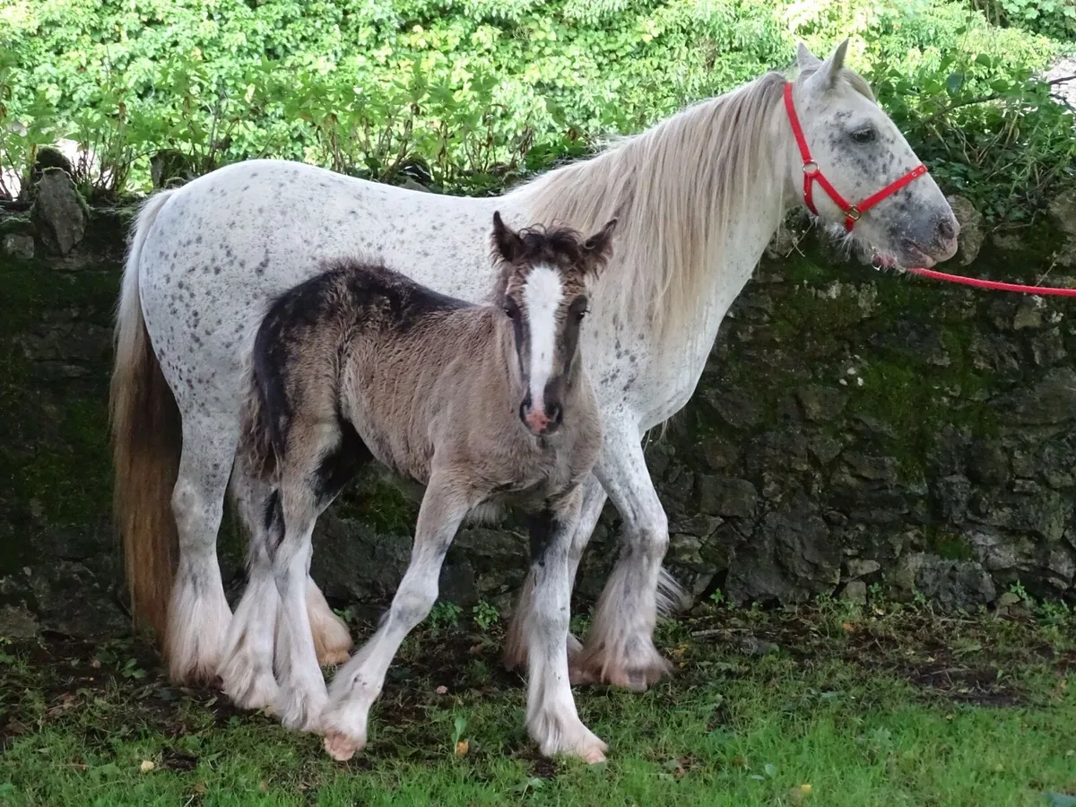 Top class mare for sale - Image 3