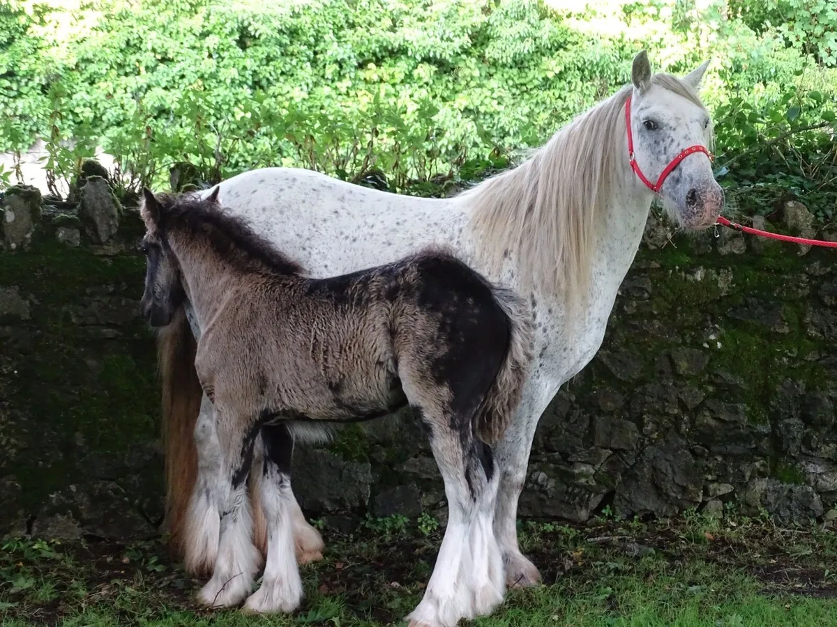 Top class mare for sale - Image 4