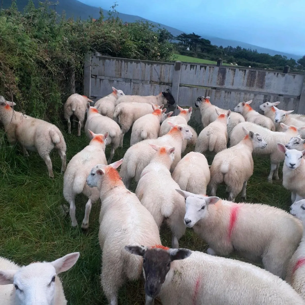 Texel ewe lambs - Image 3