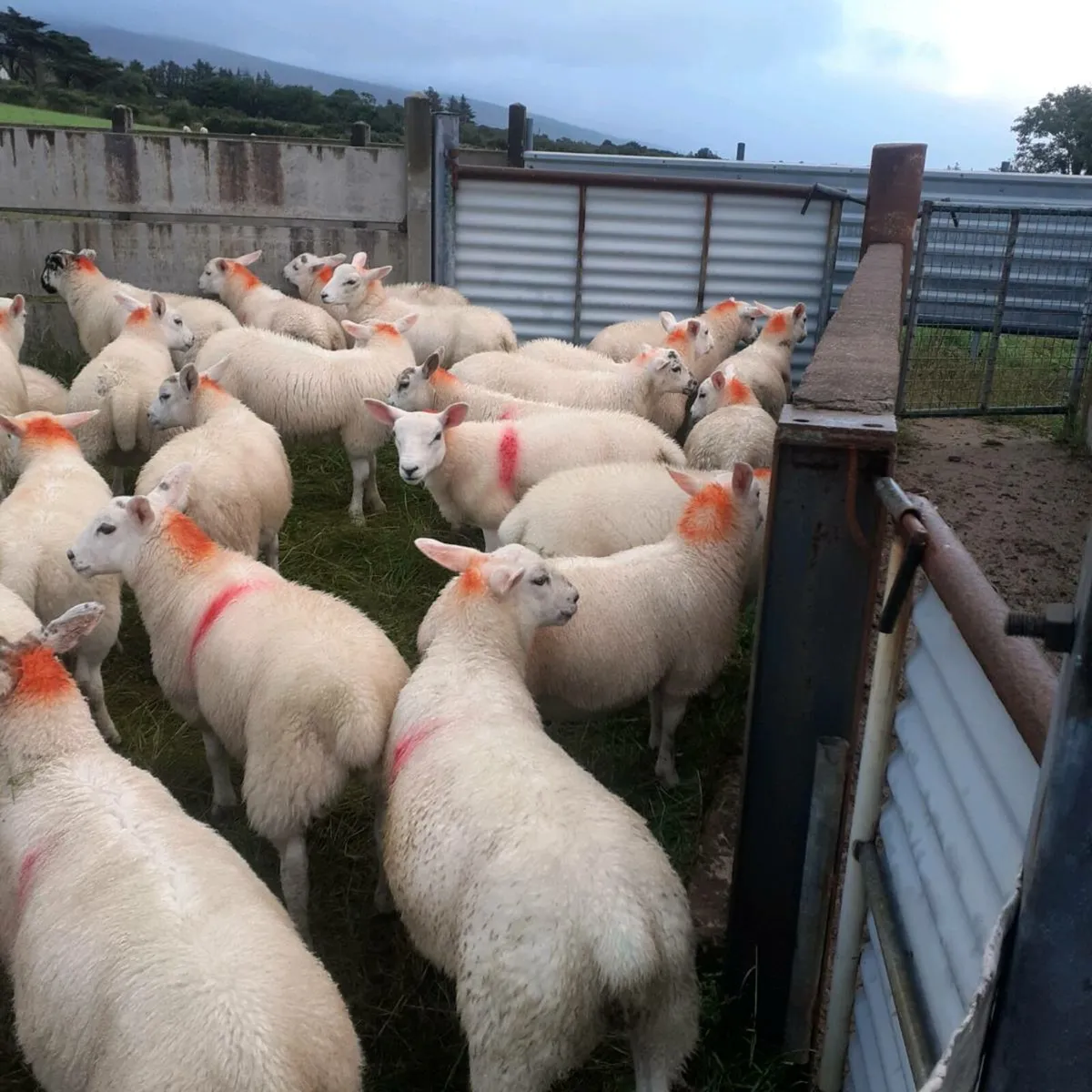 Texel ewe lambs - Image 4