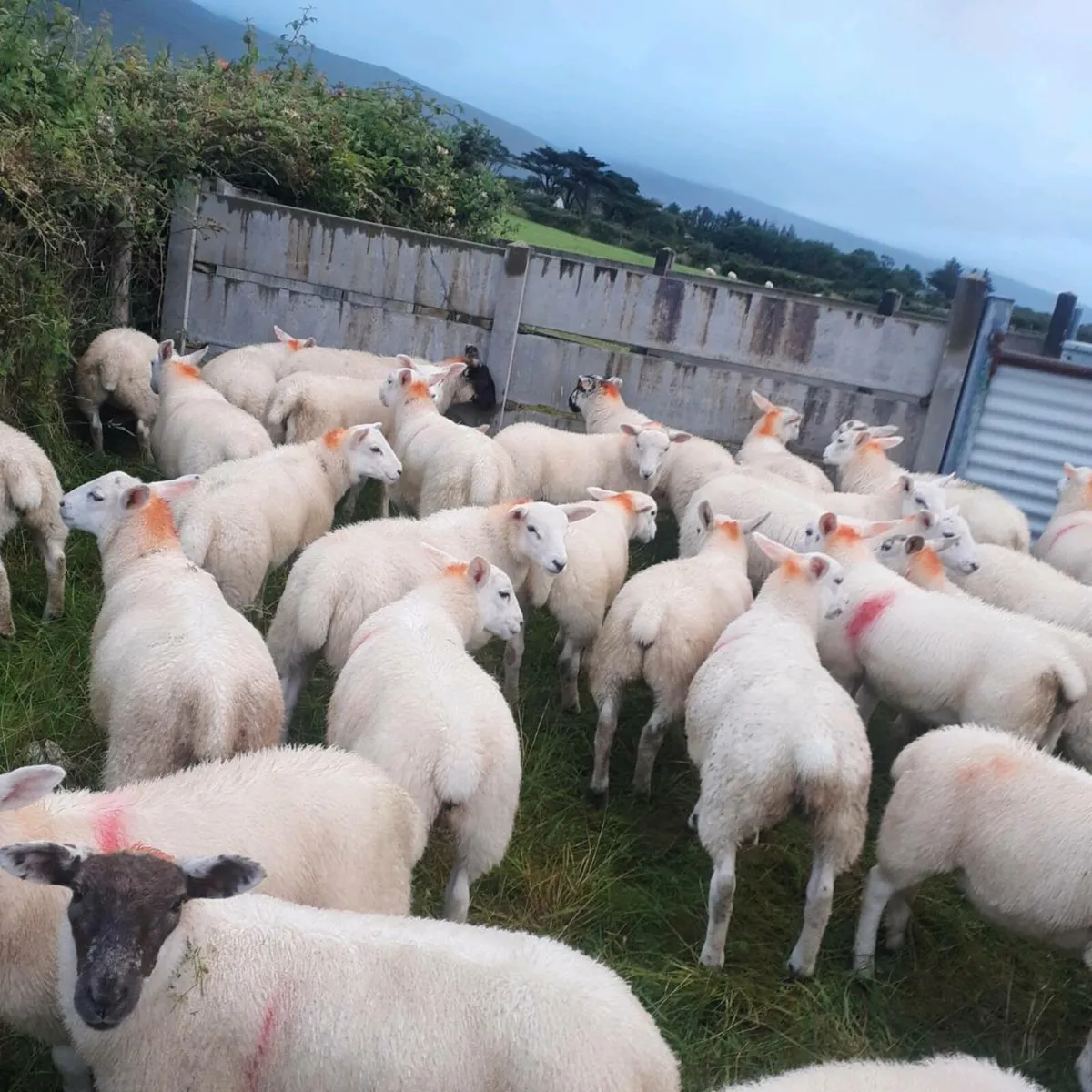Texel ewe lambs - Image 1