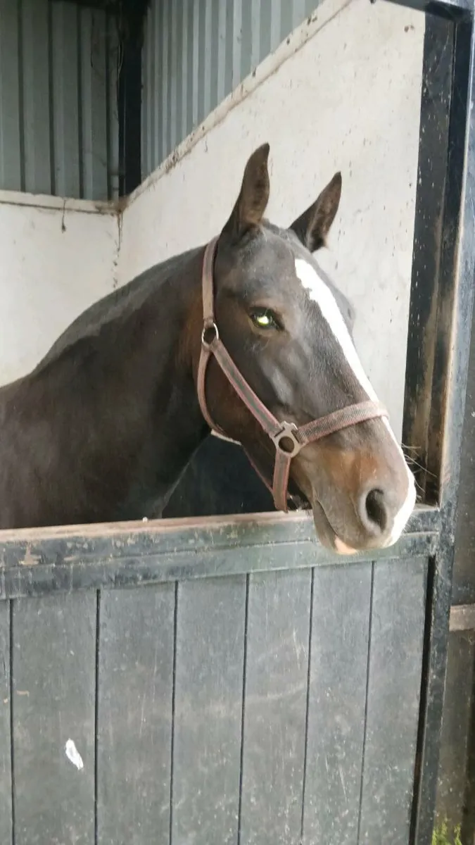 Super light weight show cob - Image 2