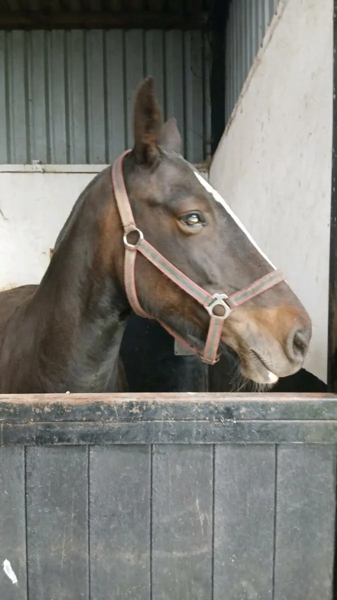 Super light weight show cob - Image 3