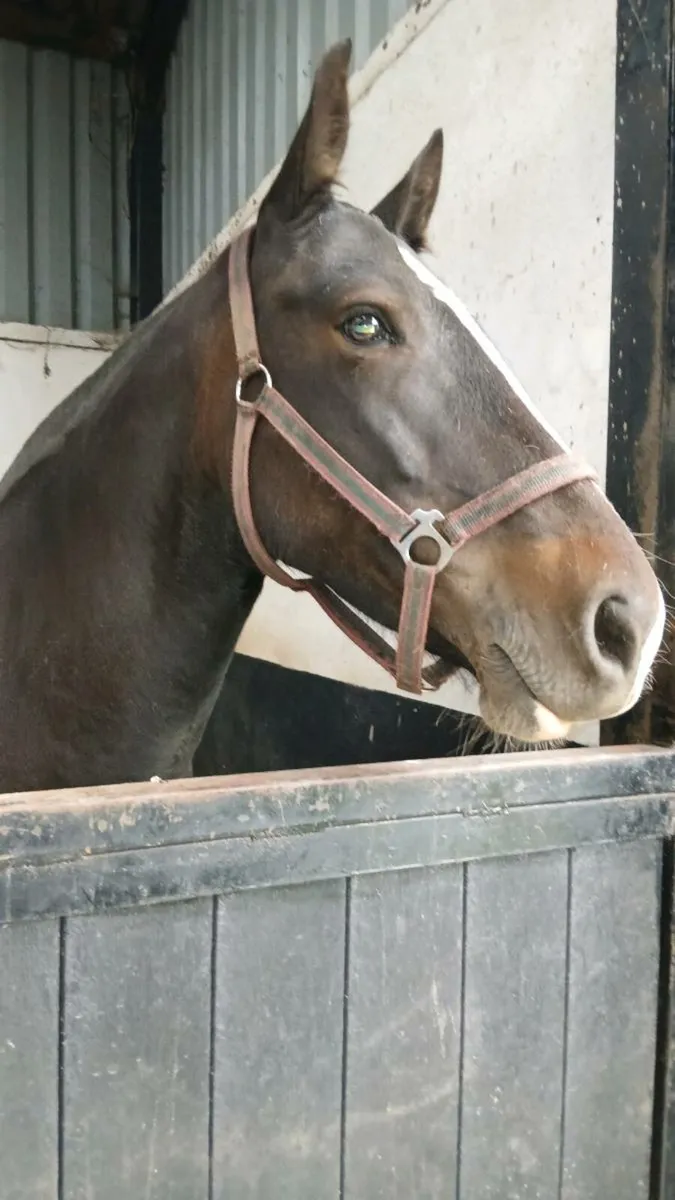 Super light weight show cob - Image 4