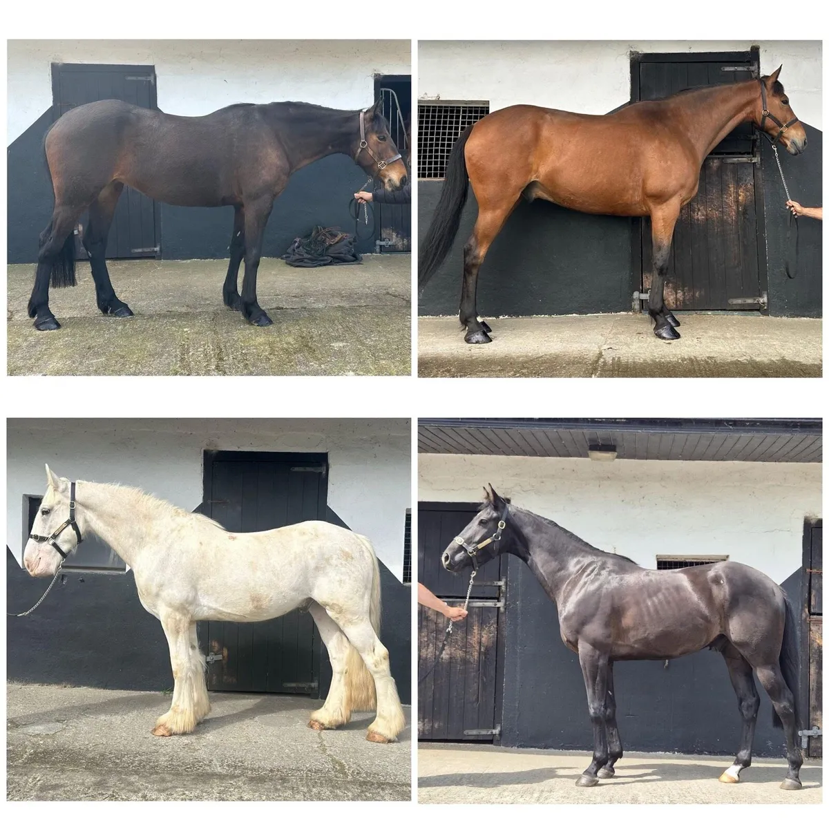 HORSES WANTED