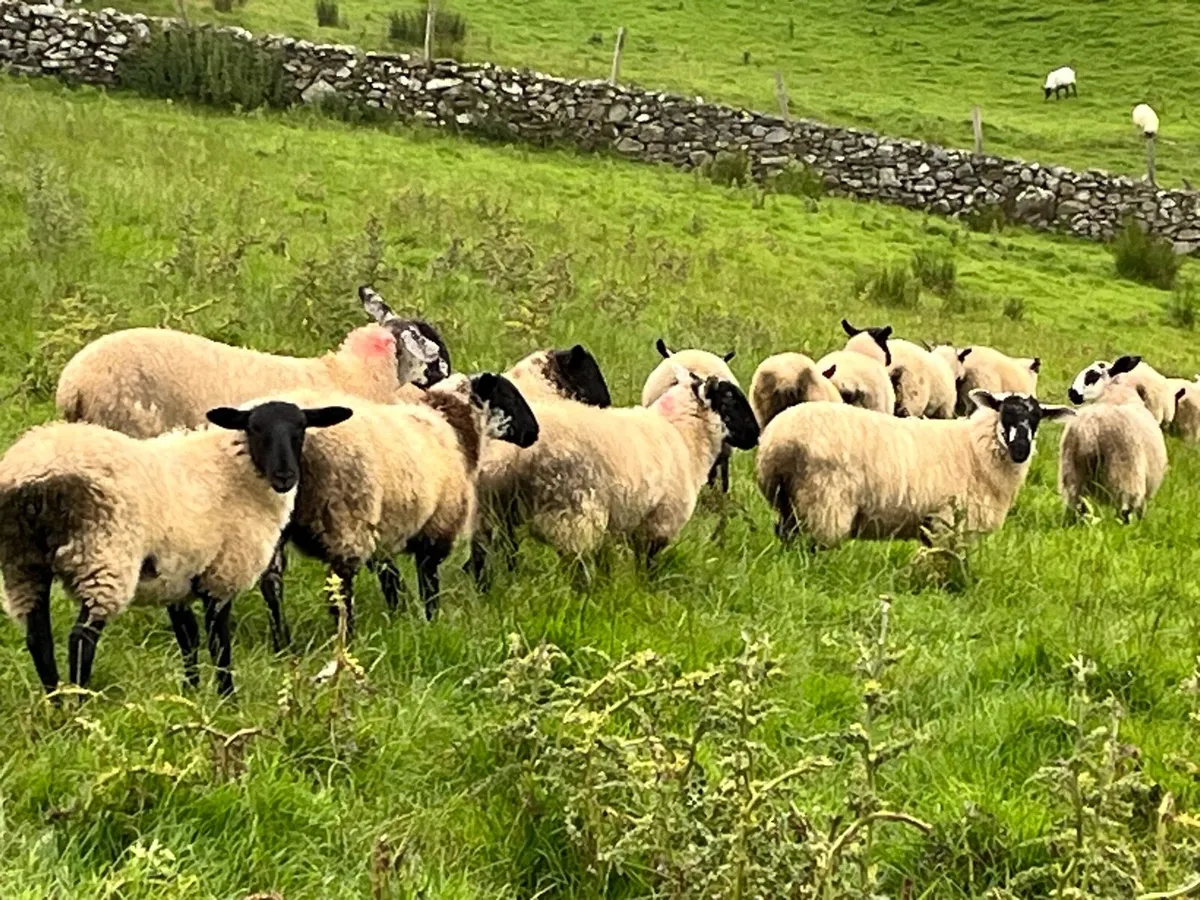 Suffolk Ewe lands - Image 1