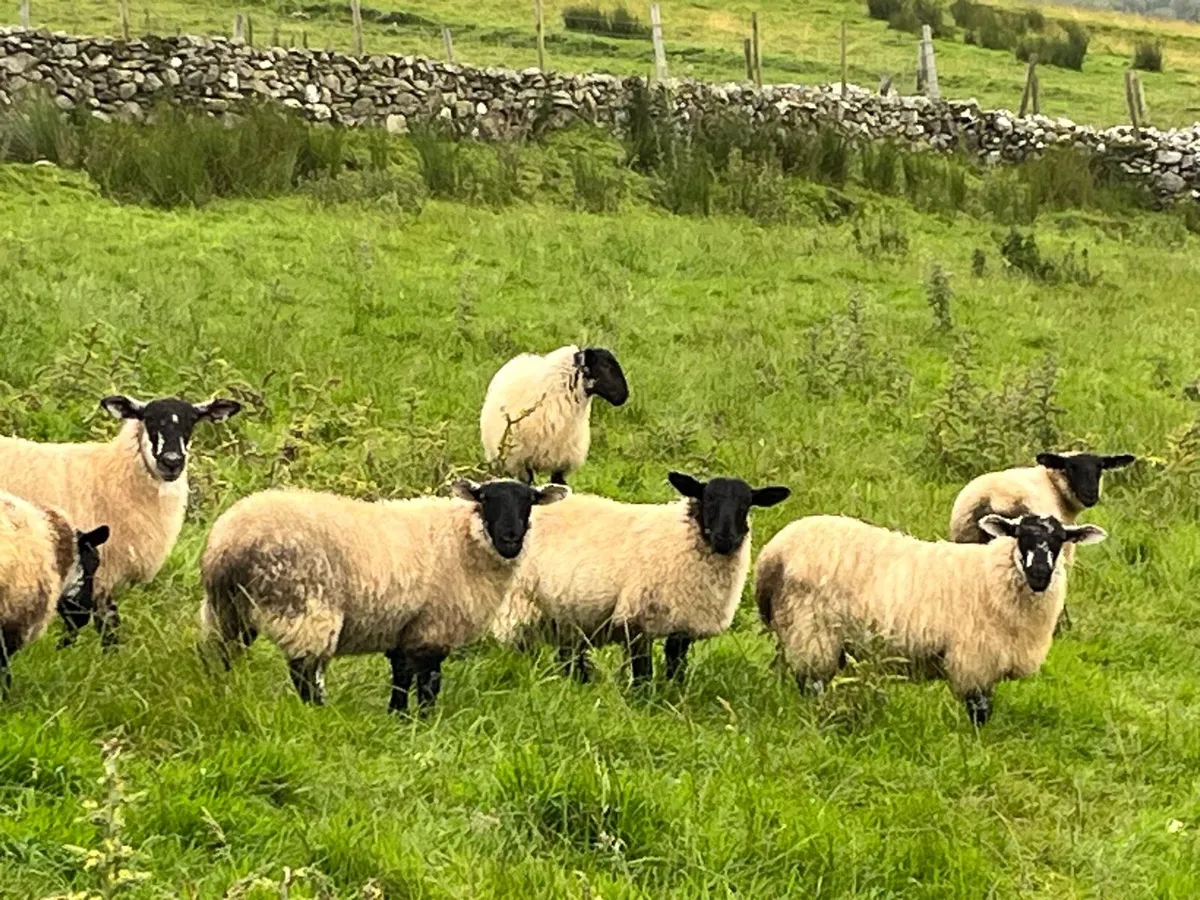 Suffolk Ewe lands - Image 2