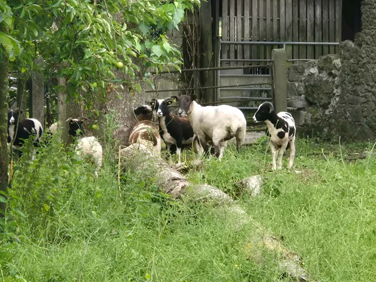 Sheep - Image 1