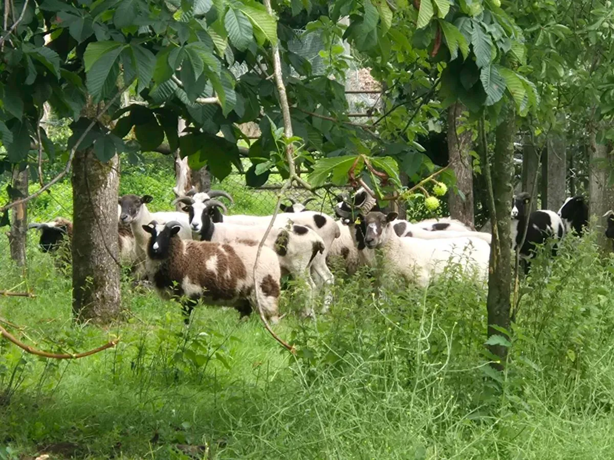 Sheep - Image 2