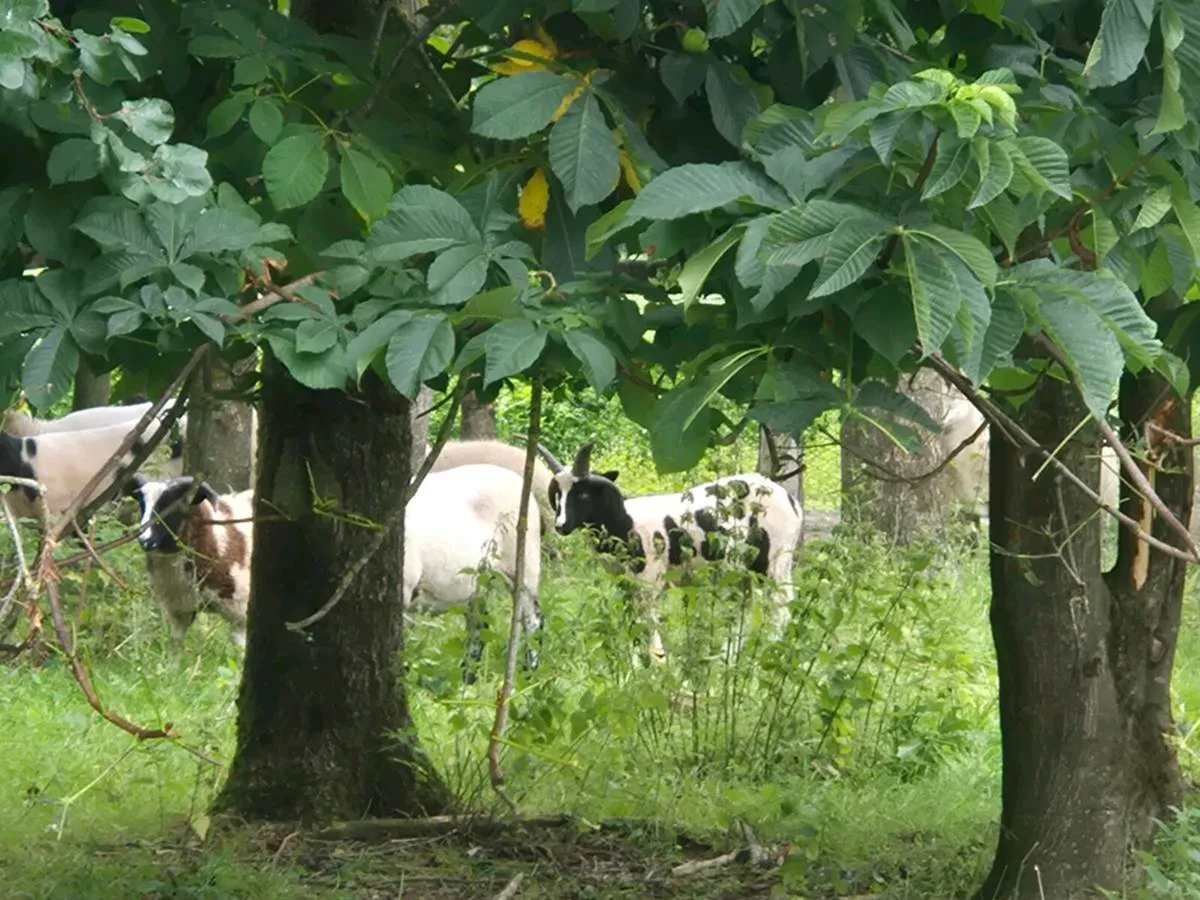 Sheep - Image 3