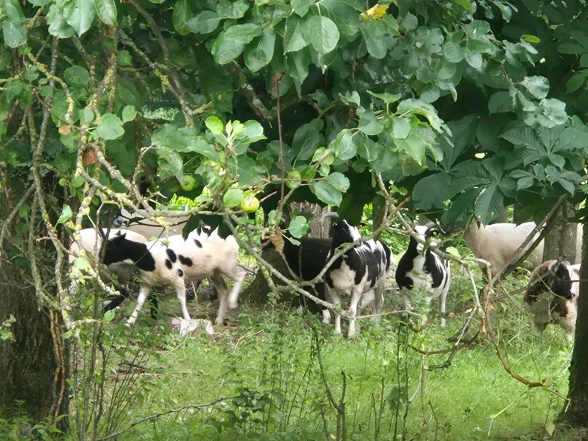 Sheep - Image 4