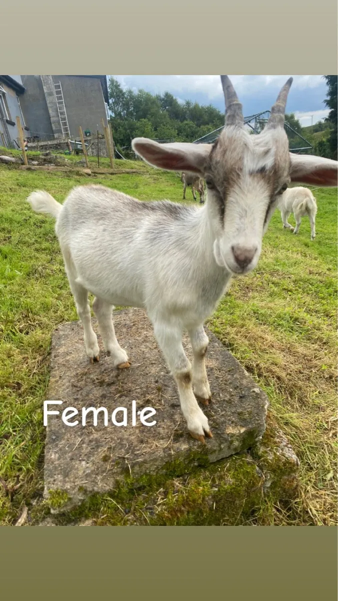 Female Kid Goat