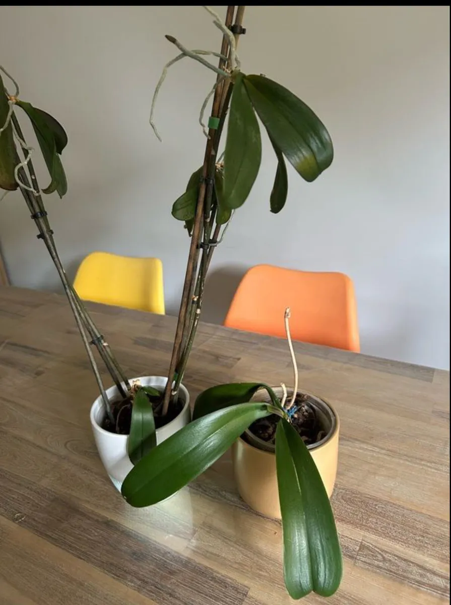 indoor plant orchids with plant pot - Image 1