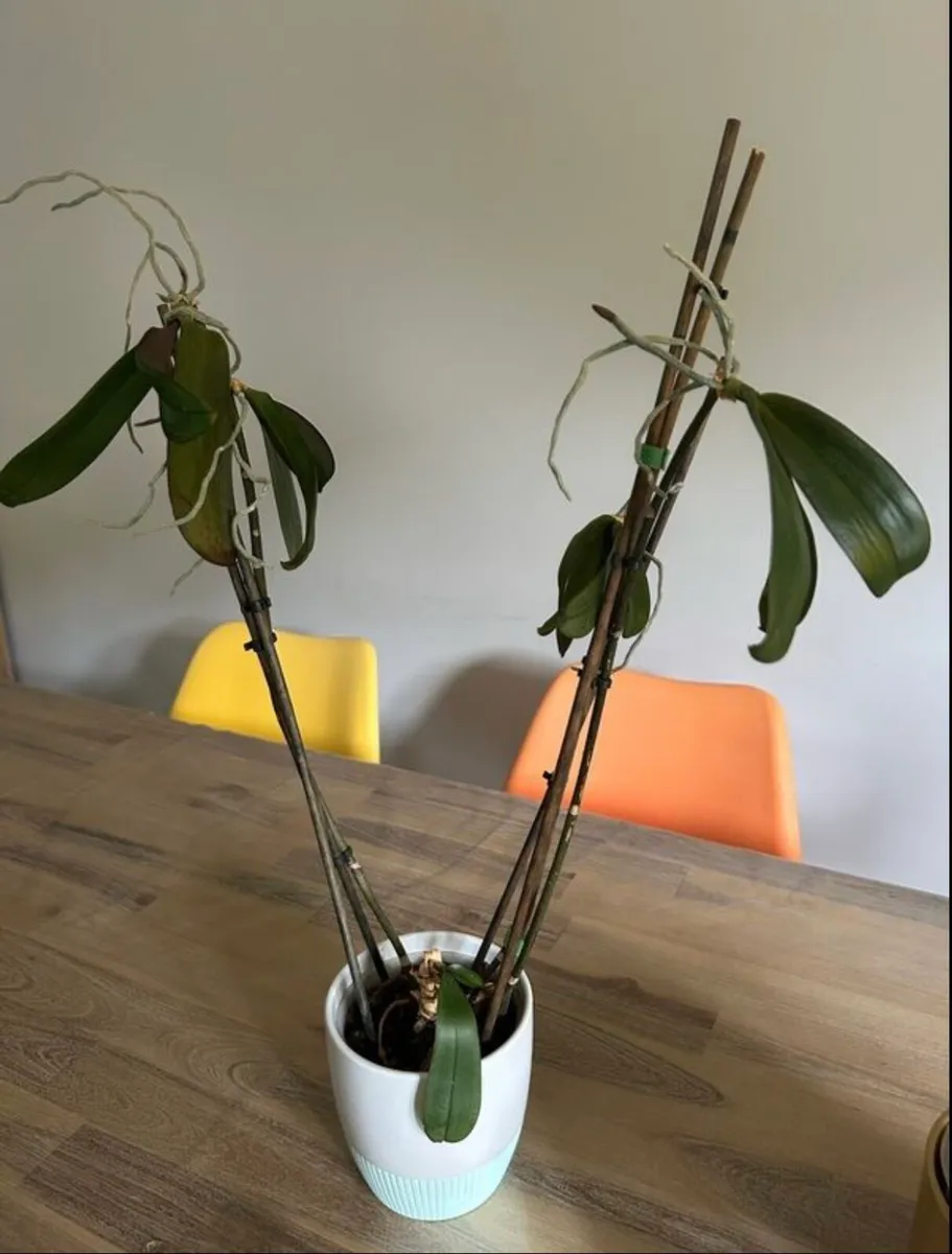 indoor plant orchids with plant pot - Image 2