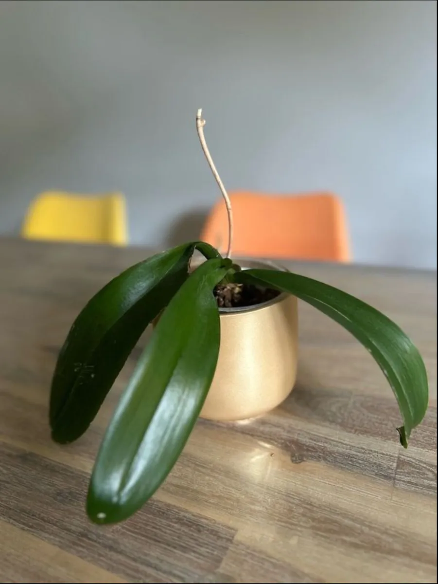 indoor plant orchids with plant pot - Image 3